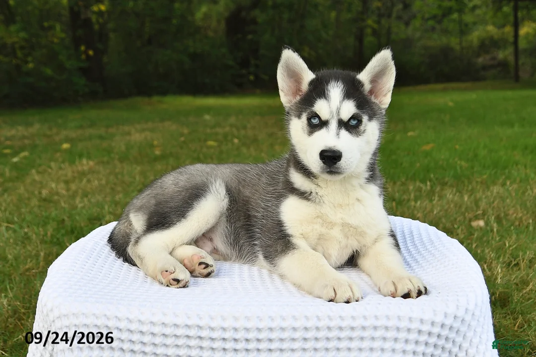 Siberian Husky dogs for sale: Buzz - Ad 2