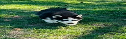 Siberian Husky dogs for sale: Siberian Husky 2 - Ad 7