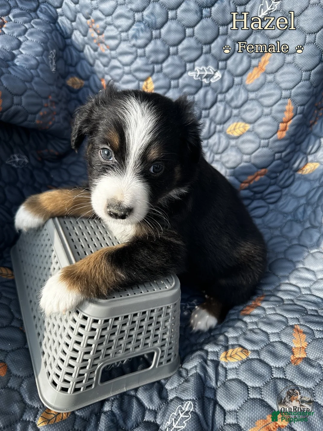 Australian Shepherd dogs for sale: Hazel - Ad 2