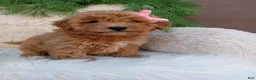 Bichpoo dogs for sale: Willow  - Ad 3