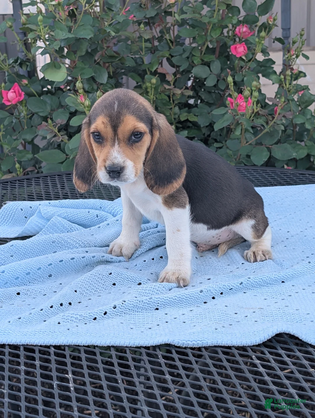 Beagle dogs for sale: Casper - Ad 3