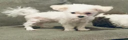 Maltese dogs for sale: Teacup Trayson - Ad 6