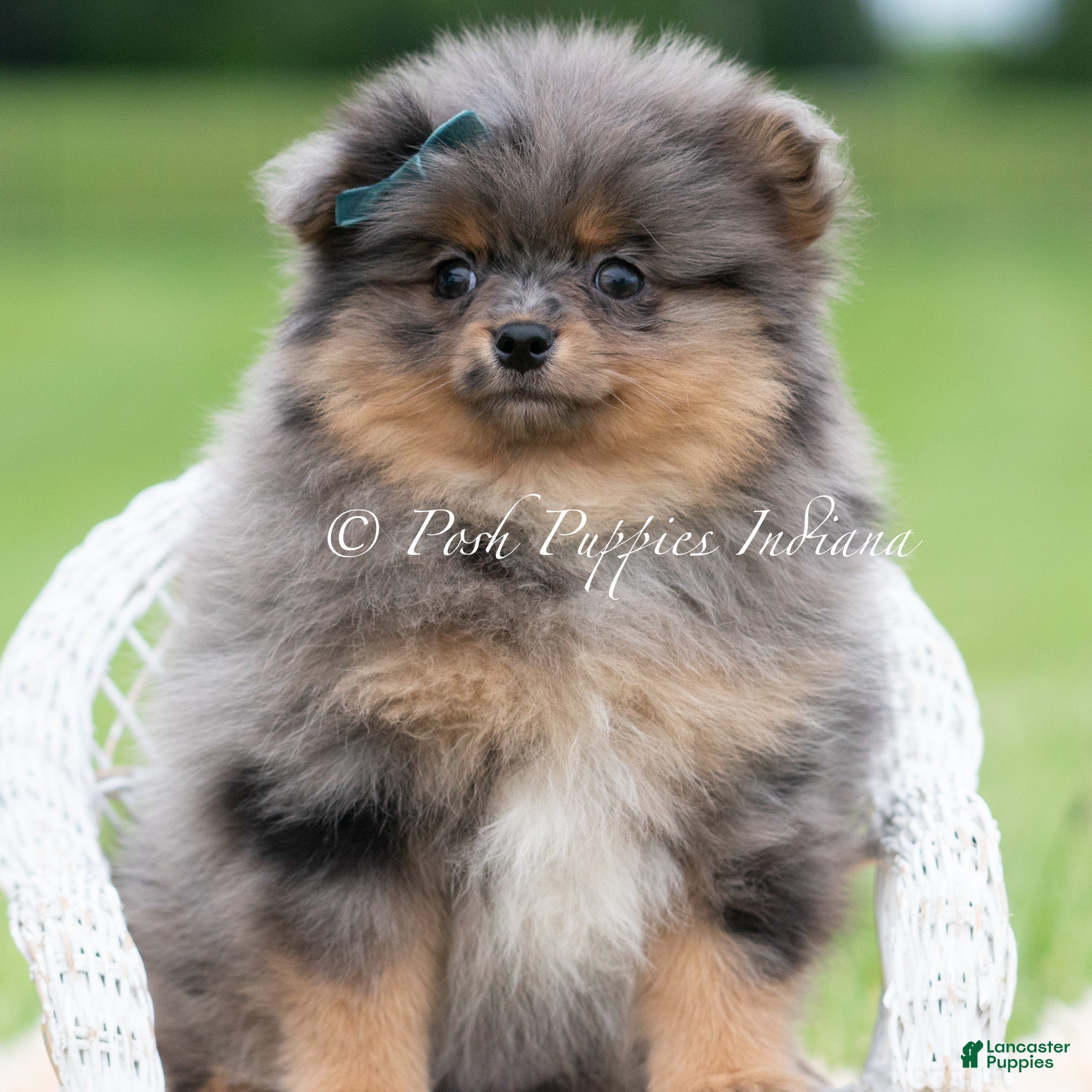 Pomeranian dogs for sale: Diego AKC - Ad 5