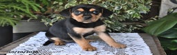 Mixed Breed dogs for sale: Rosie - Ad 4