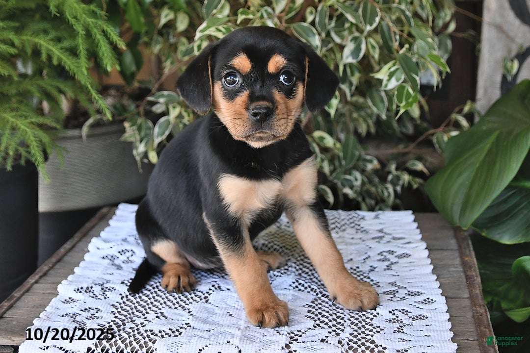 Mixed Breed dogs for sale: Rosie - Ad 4