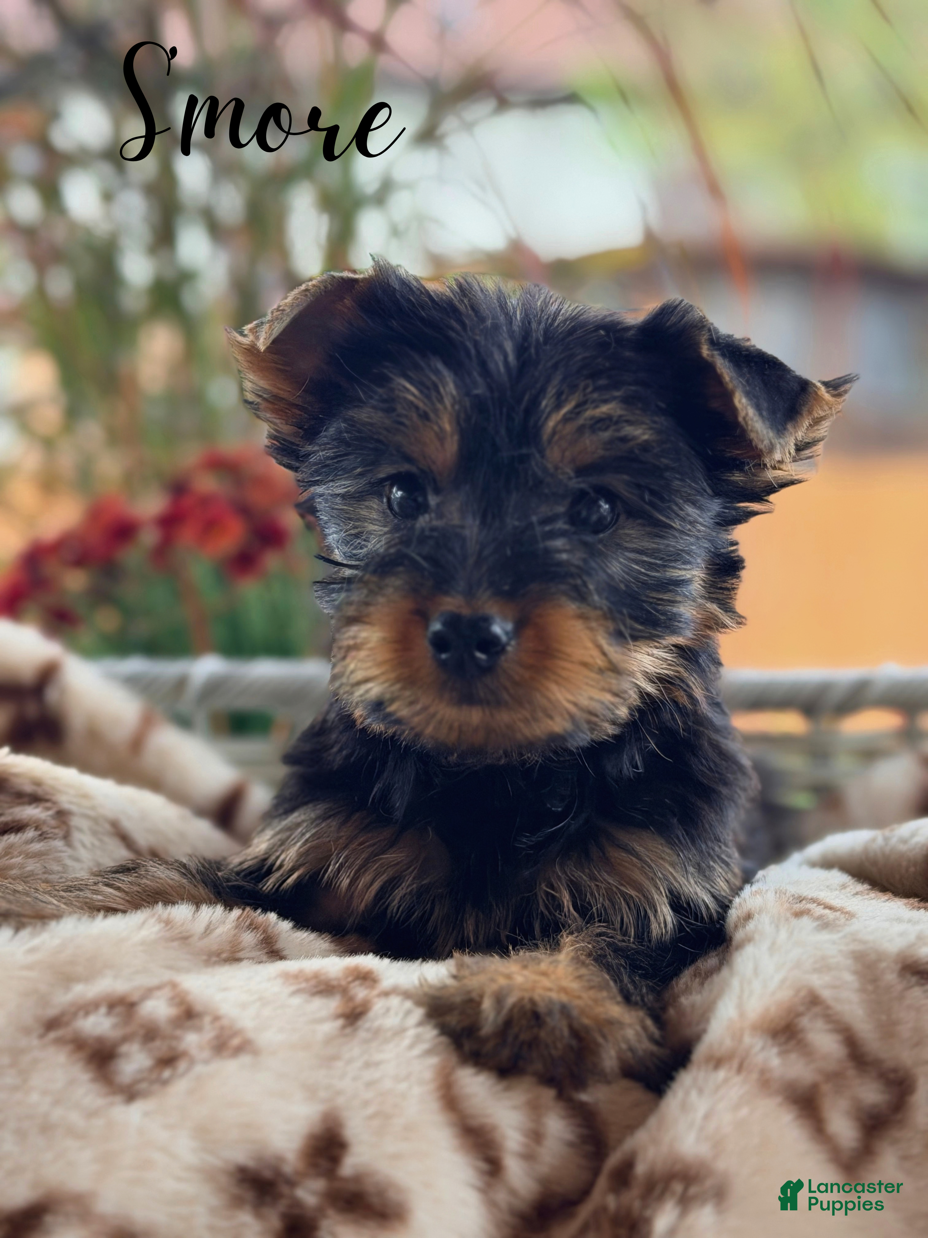 Yorkshire Terrier (Yorkshire Terrier, Male) in Addison, IL
