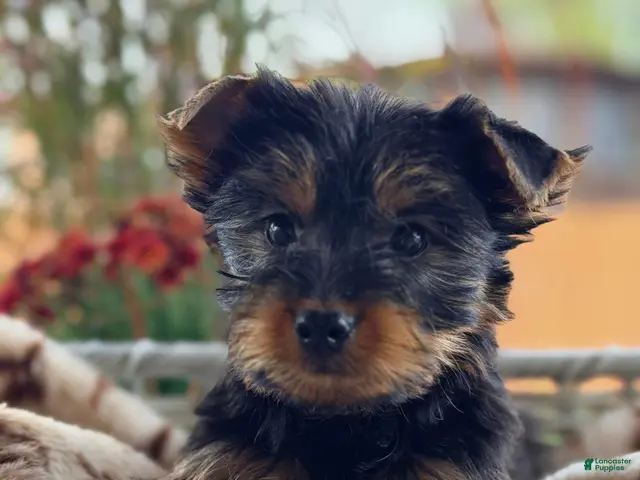 Yorkshire Terrier dogs for sale: Yorkshire Terrier 1 - Ad 26