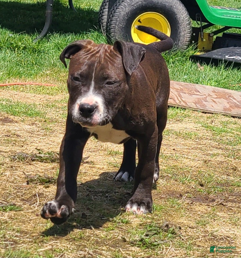 American Bully dogs Jaclyn Bouzakis - Ad 30