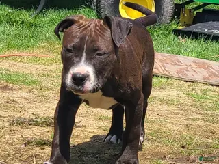 American Bully dogs Jaclyn Bouzakis - Ad 30