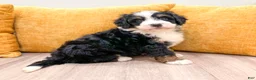 Mini Bernedoodle dogs for sale: Buddy - Ad 1