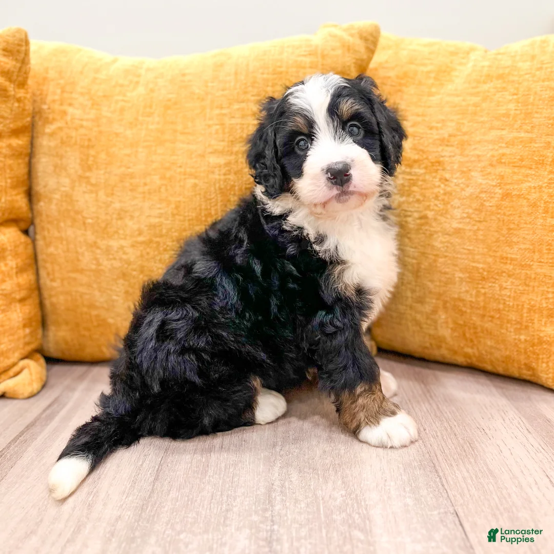 Mini Bernedoodle dogs for sale: Buddy - Ad 1