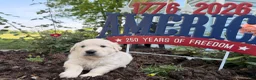 Golden Retriever dogs for sale: Tank - Ad 3