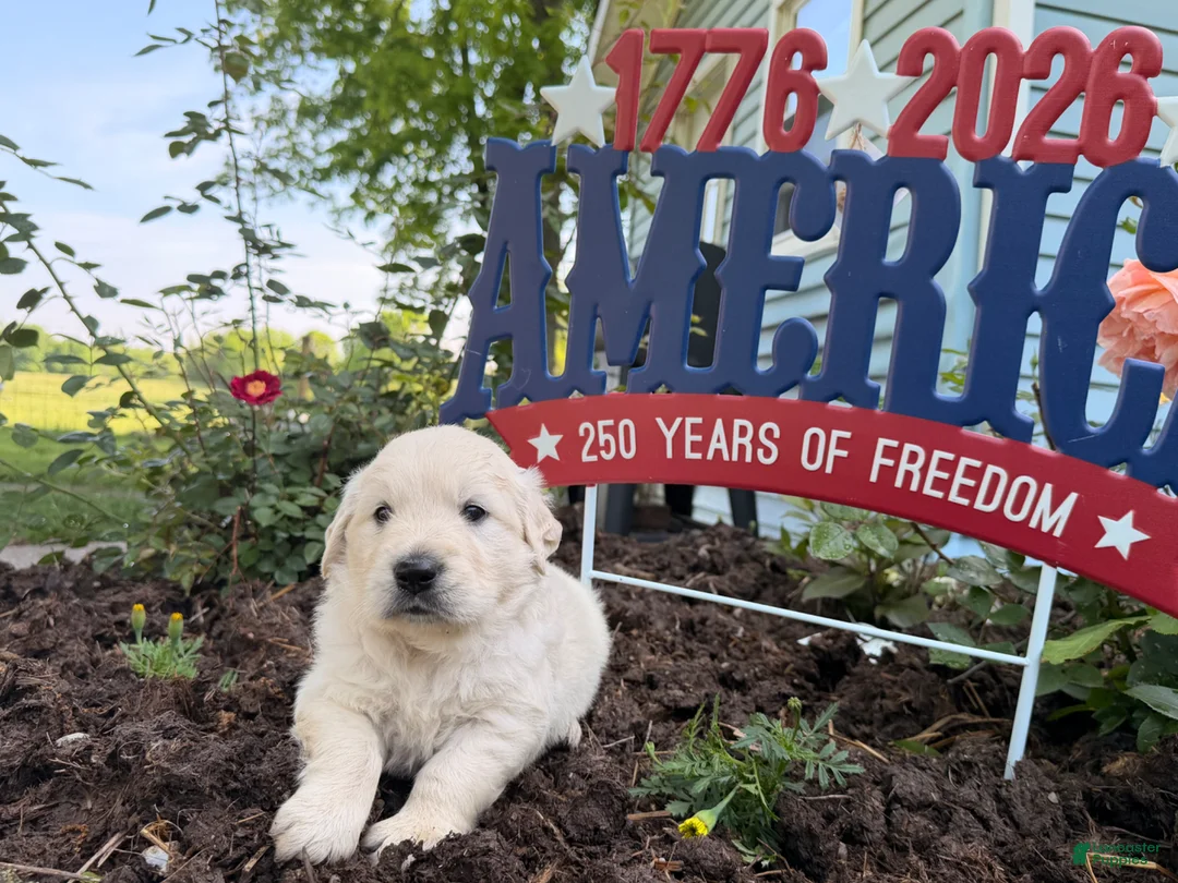 Golden Retriever dogs for sale: Tank - Ad 3