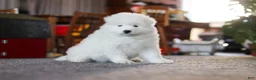 Samoyed dogs for sale: Bear - Ad 9