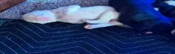 Boxer dogs for sale: Boxer 4 - Ad 8