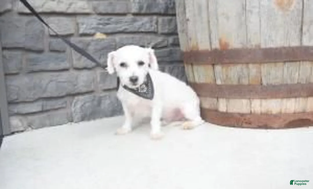 Maltipoo dogs for sale: Daisy - Ad 6