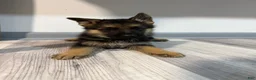 German Shepherd dogs for sale: Apollo - Ad 1