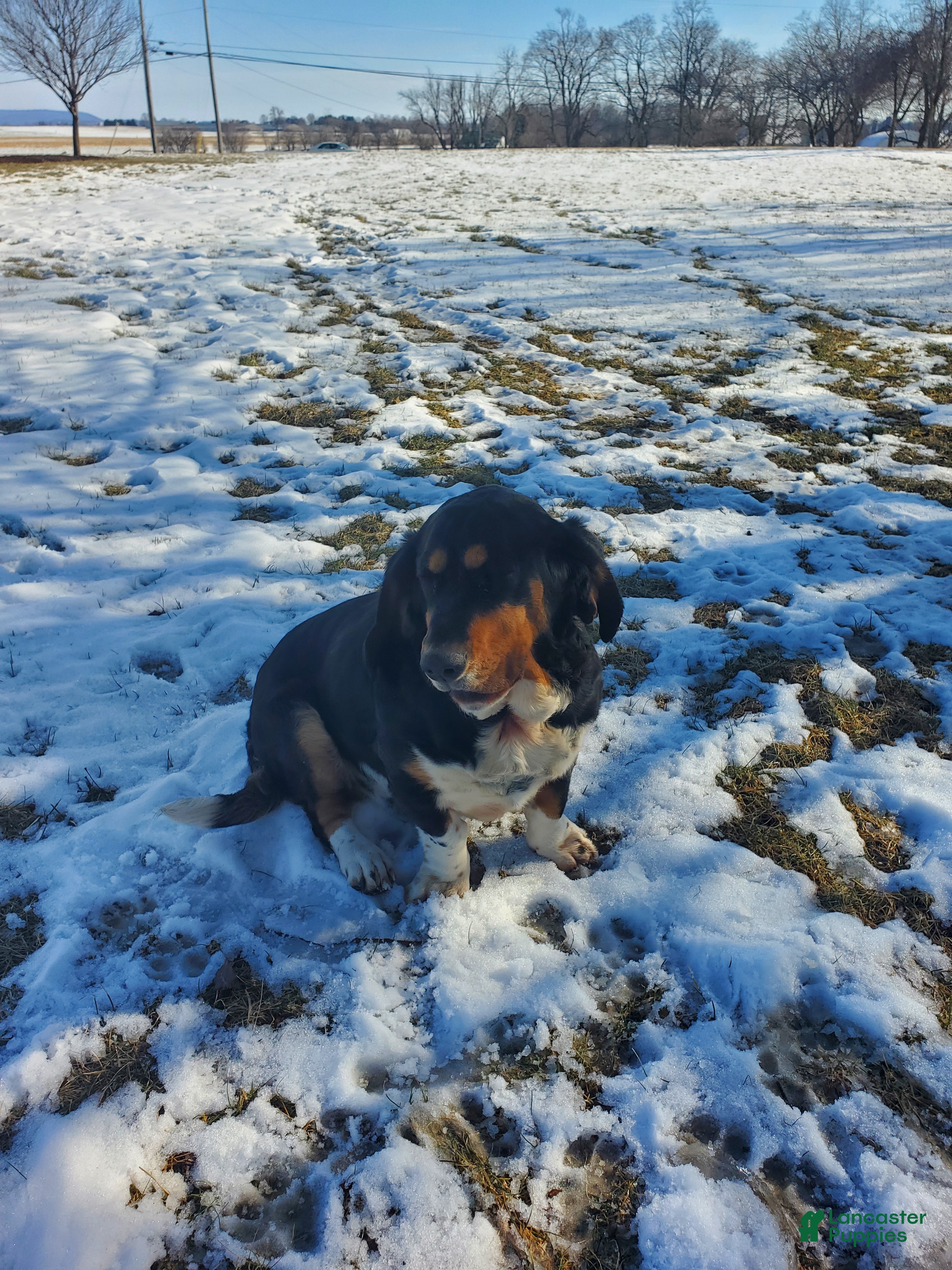 Mixed Breed dogs Cooper - Ad 35