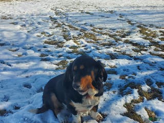 Mixed Breed dogs Cooper - Ad 35