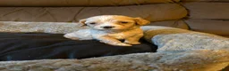 Maltipoo dogs for sale: Prince Wang  - Ad 3