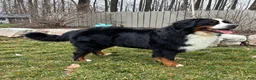 Bernese Mountain Dog dogs for sale: Bernese Mountain Dog Puppy 2 - Ad 5
