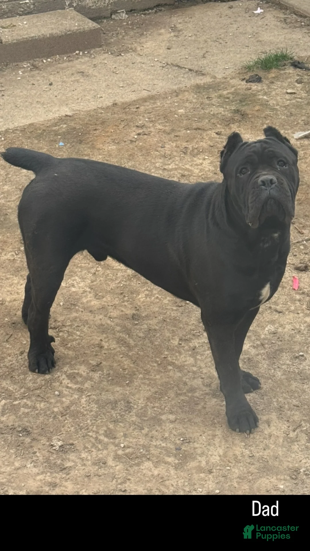 Cane Corso dogs for sale: Roxy - Ad 6