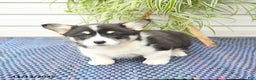Welsh Corgi Pembroke dogs for sale: Scamp  - Ad 6