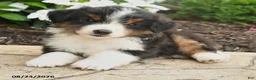Miniature Australian Shepherd dogs for sale: Peter - Ad 4