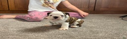 English Bulldog dogs for sale: Lucy - Ad 6