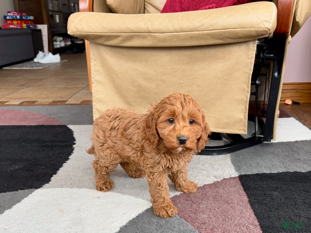 Cockapoo dogs for sale: Cockapoo female 2 - Ad 8