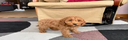Cockapoo dogs for sale: Cockapoo female 2 - Ad 8