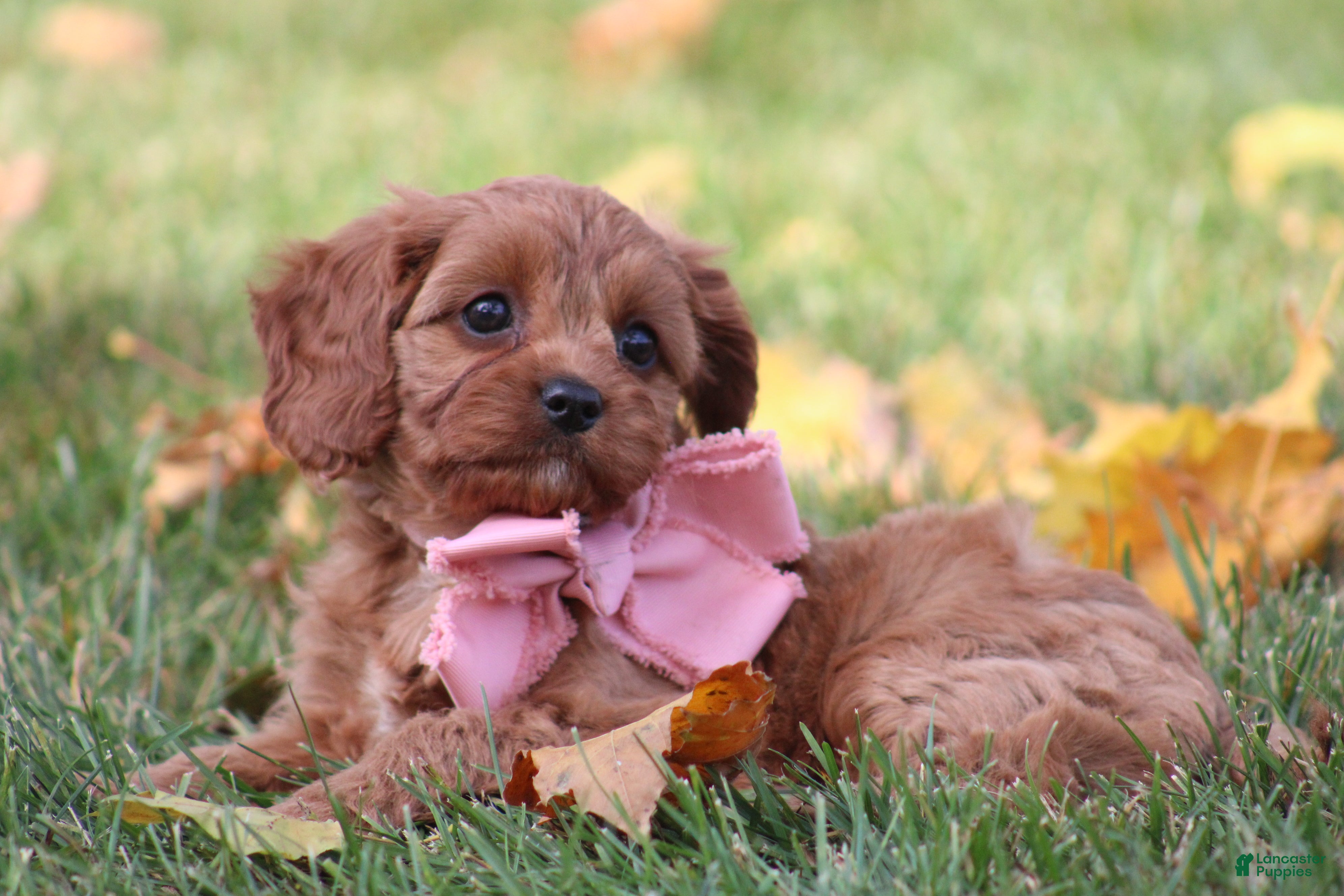 Cavapoo dogs for sale: Dahlia - Ad 2