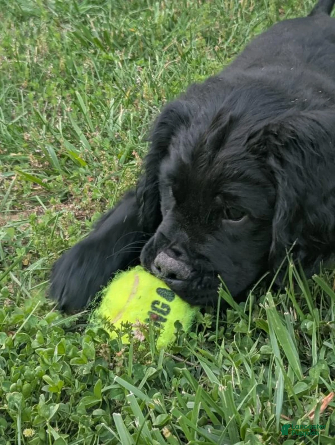 Golden Retriever dogs for sale: Will - Ad 2