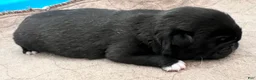 Pug dogs for sale: Black with white male  - Ad 14