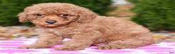 Miniature Poodle dogs for sale: Gibson - Ad 1
