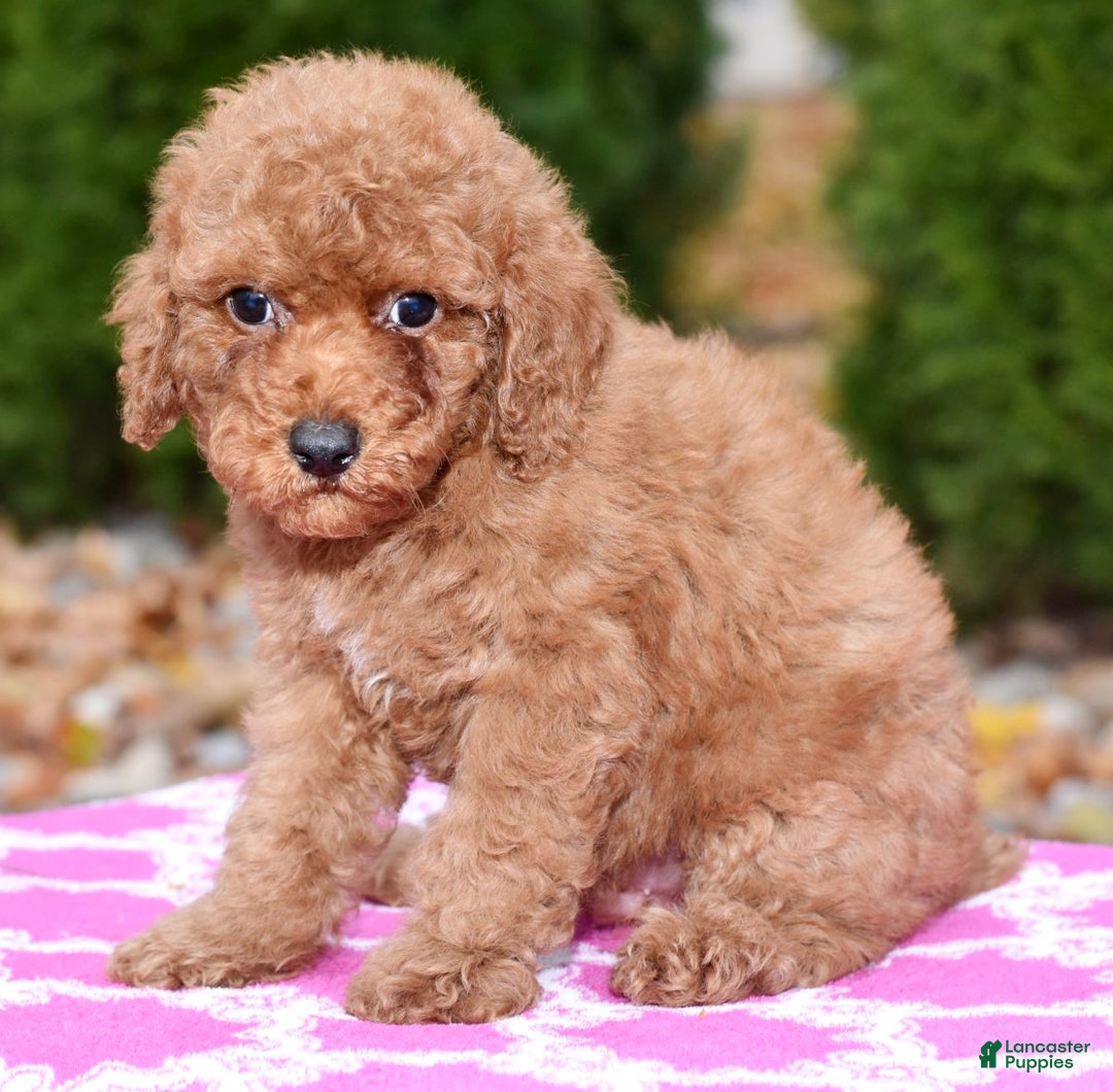 Miniature Poodle dogs for sale: Gibson - Ad 1