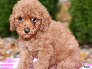 Miniature Poodle dogs Gibson - Ad 14