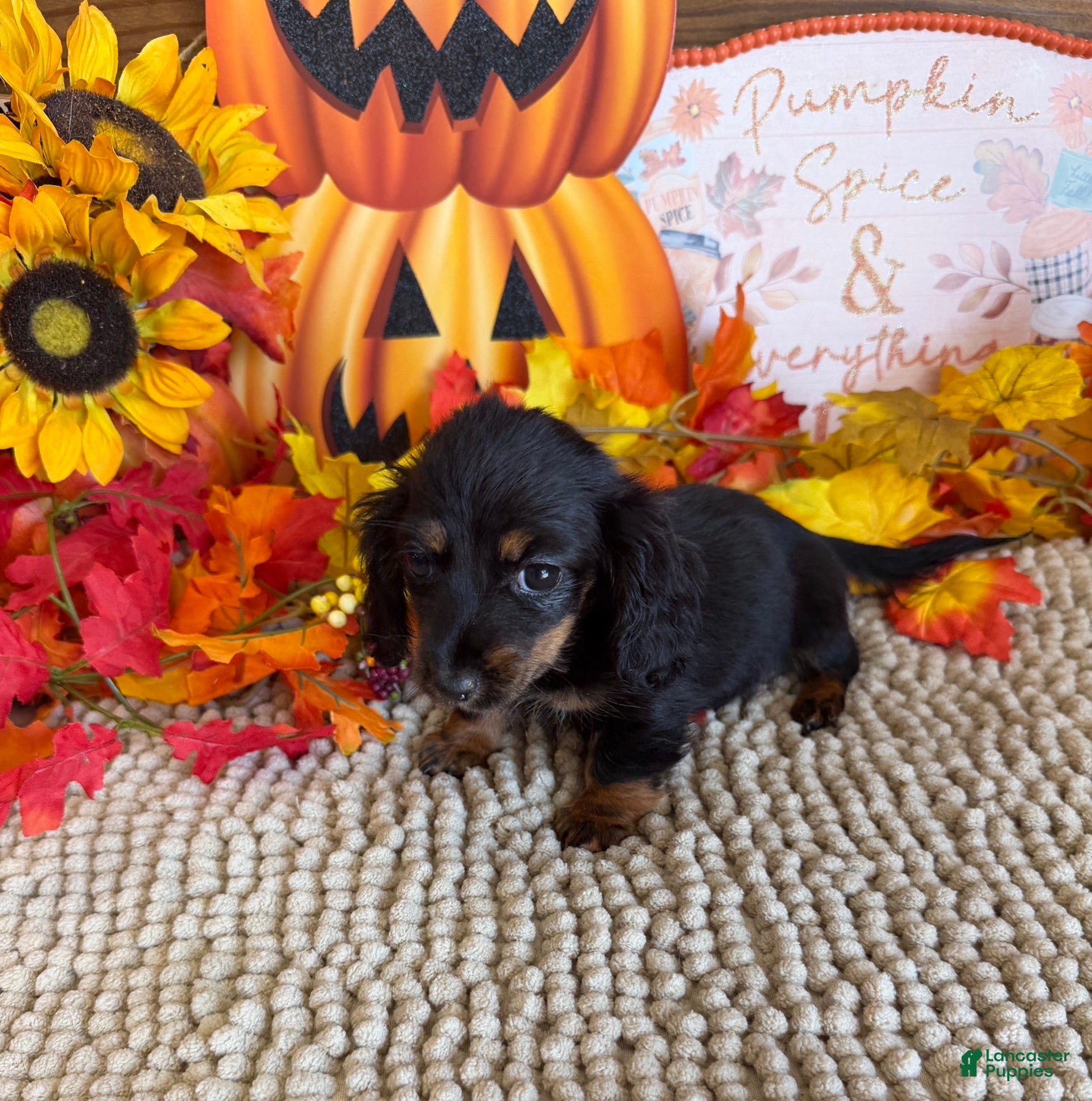 Miniature Dachshund dogs Katie - Ad 9