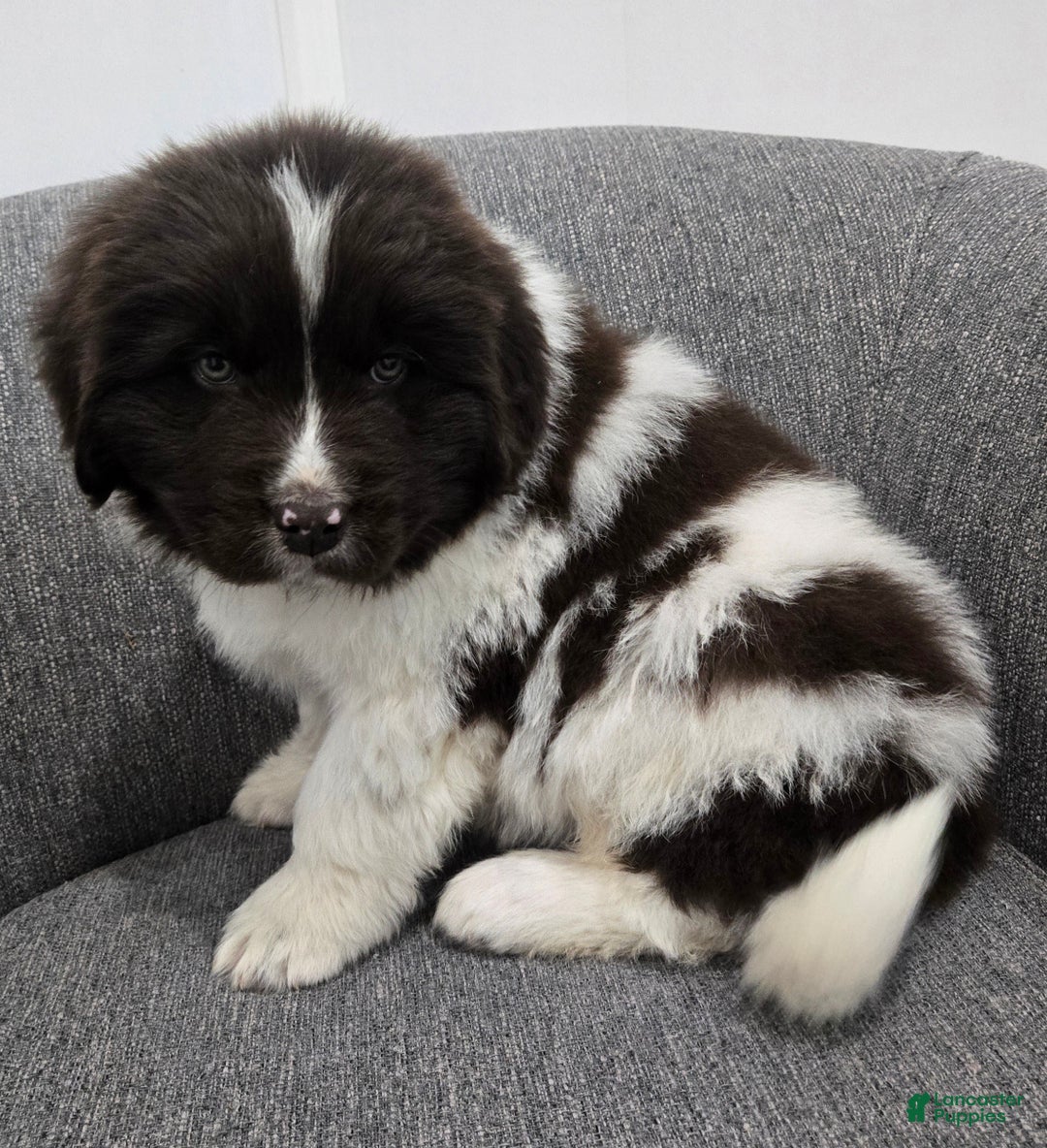 Newfoundland dogs for sale: Barney  - Ad 8