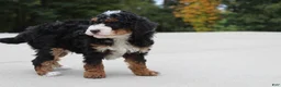 Mini Bernedoodle dogs for sale: Willy  - Ad 3