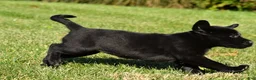 Labrador Retriever dogs for sale: Lacey - Ad 4