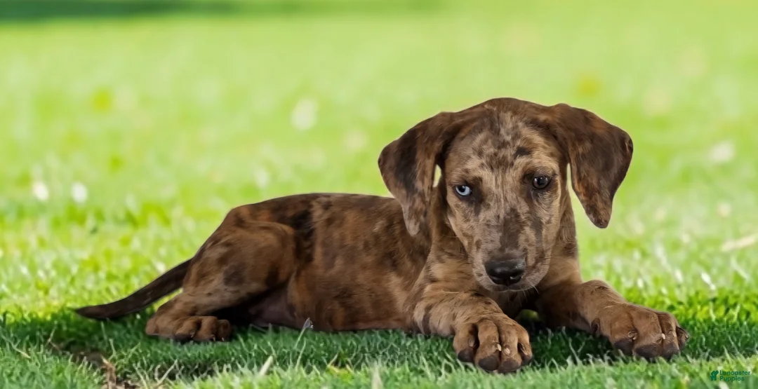 Catahoula Leopard Dog dogs for sale: Tigger 2026 Female 3 - Ad 2