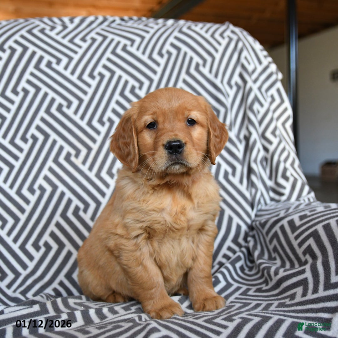 Golden Retriever dogs for sale: Latte - Ad 3