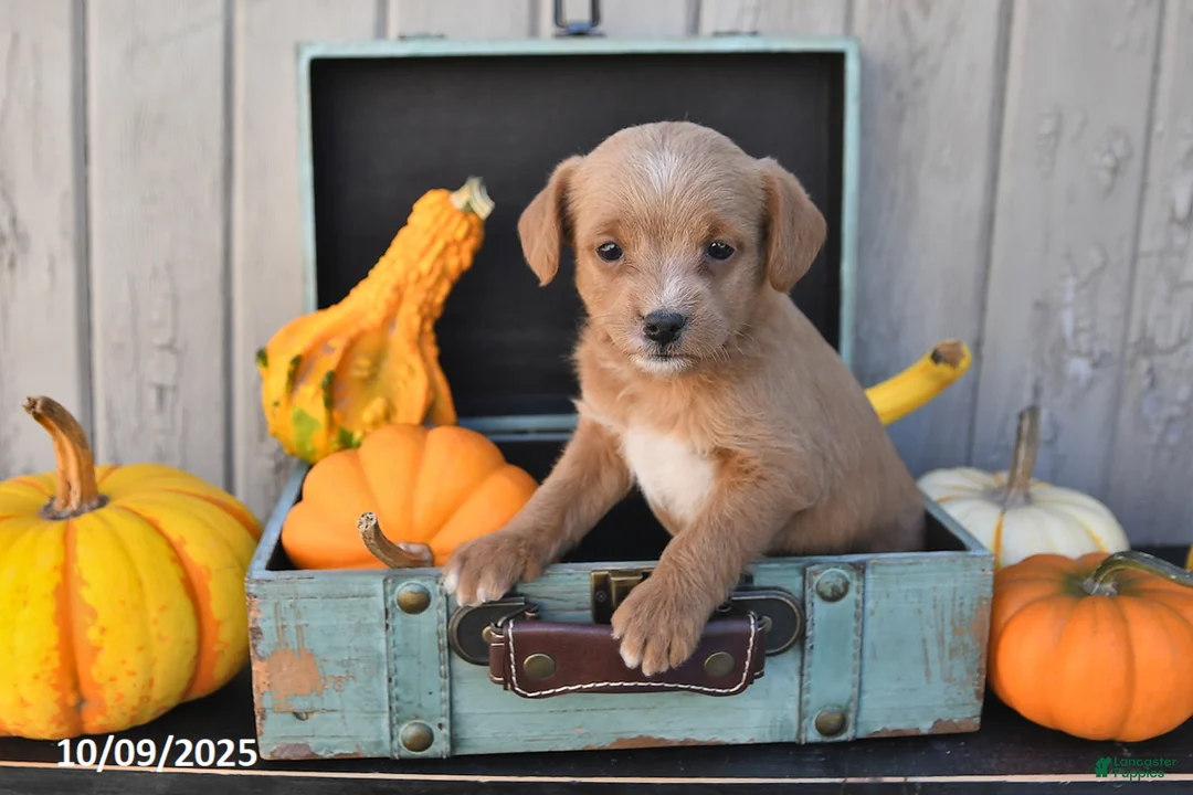 Mixed Breed dogs for sale: Tony - Ad 9