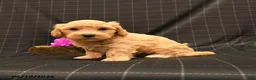 Maltipoo dogs for sale: Sawyer - Ad 4