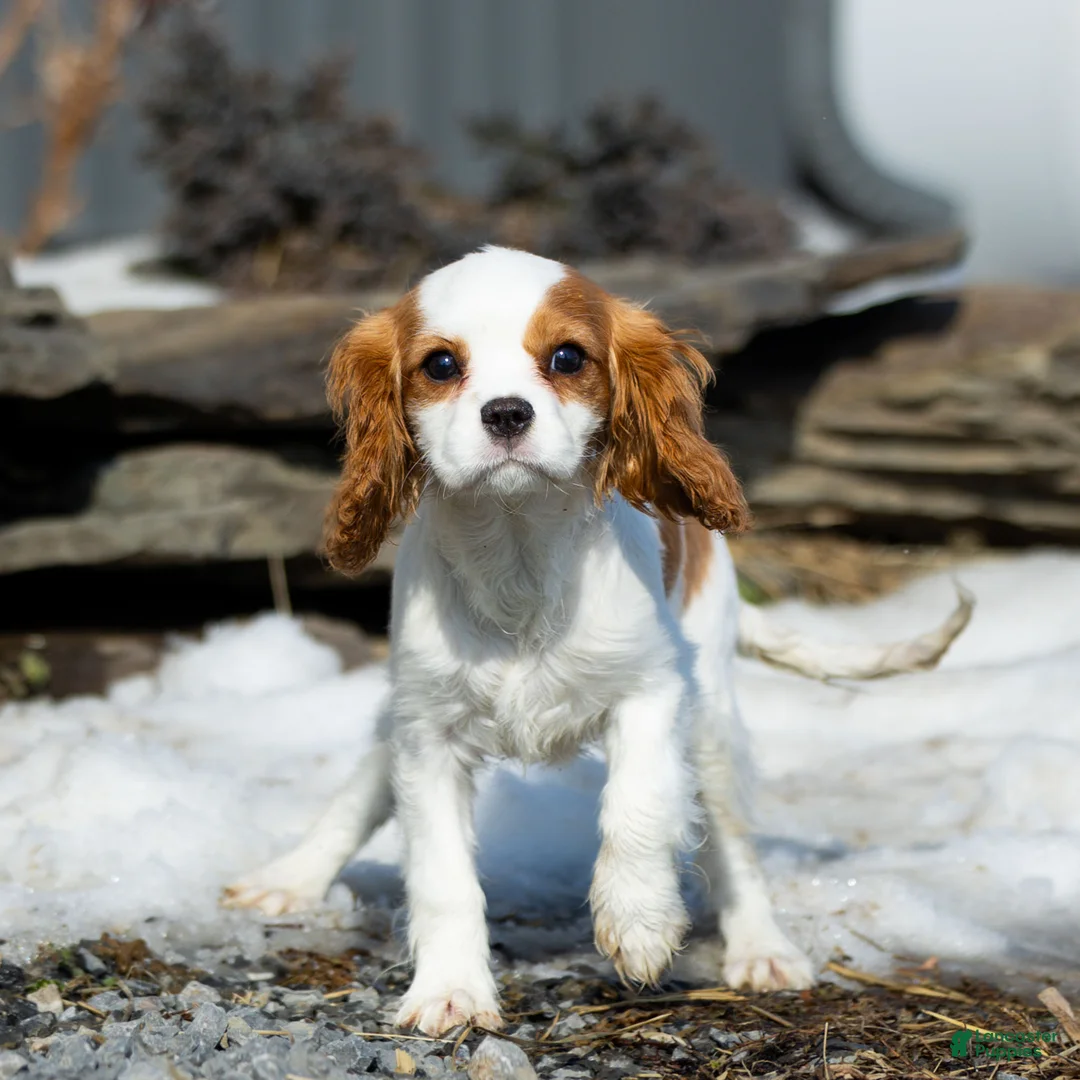 Cavalier King Charles Spaniel dogs for sale: Beverly - Ad 2