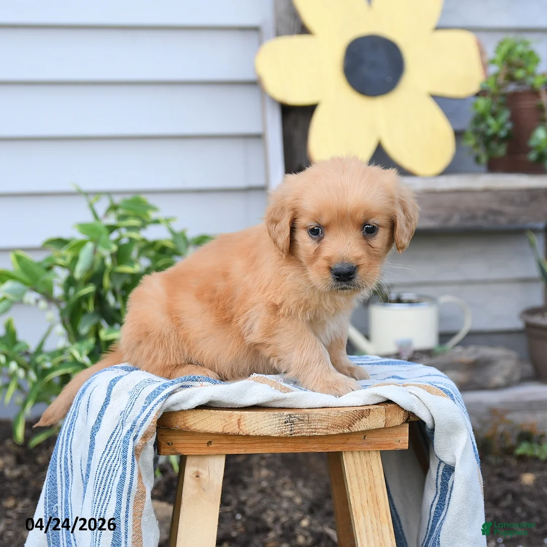 Golden Retriever dogs for sale: Suzi - Ad 2