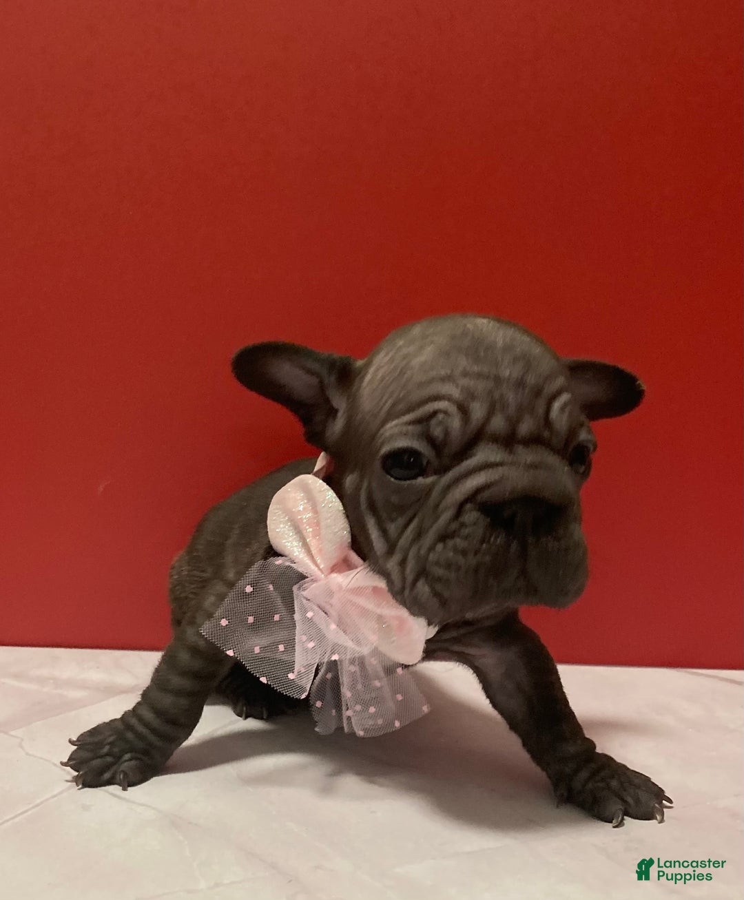French Bulldog dogs for sale: Ruby - Ad 3