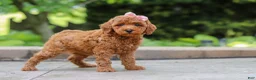 Maltipoo dogs for sale: Indie - Ad 5