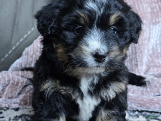 Mini Bernedoodle dogs - Ad 30